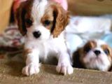 Kraliyet Köpeği Cavailer King Charles Yavruları