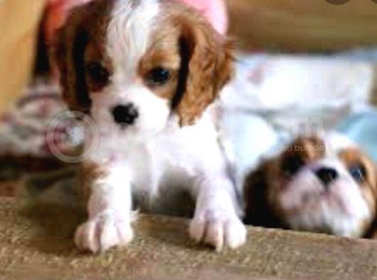 Kraliyet Köpeği Cavailer King Charles Yavruları görsel