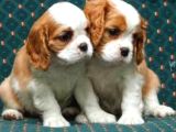 Kraliyet Köpeği Cavailer King Charles Yavruları