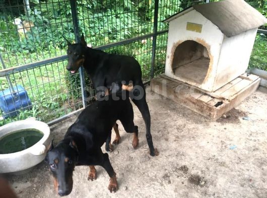 Mükemmel Doberman Yavrularımız görsel