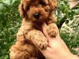 Red Brown Koyu Kızıl Toy Poodle Yavrumuz
