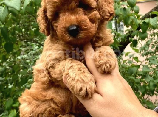 Red Brown Koyu Kızıl Toy Poodle Yavrumuz