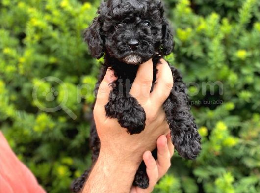 Siyah Black Dişi Toy Poodle Bebeğimiz görsel