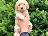 Irk Ve Sağlık Garantili Apricot Toy Poodle Yavrularımız