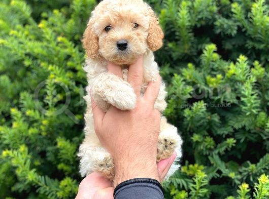 Irk Ve Sağlık Garantili Apricot Toy Poodle Yavrularımız görsel