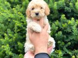 Irk Ve Sağlık Garantili Apricot Toy Poodle Yavrularımız