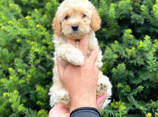 Irk Ve Sağlık Garantili Apricot Toy Poodle Yavrularımız görsel