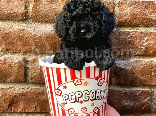 Siyah Black Dişi Toy Poodle Yavrularımız