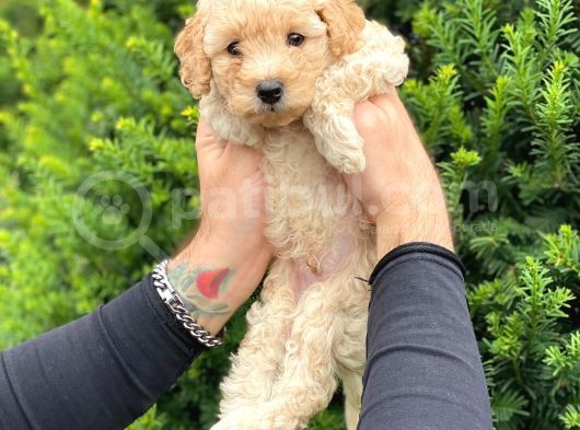 Toy Poodle Apricot Yavrularımız görsel