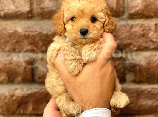 Safkan Apricot Toy Poodle Yavrularımız görsel