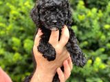 Siyah Black Dişi Toy Poodle Bebeğimiz