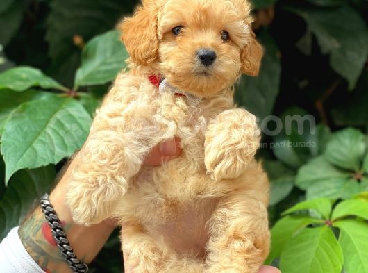 Sevimli Toy Poodle Apricot Yavrularımız görsel