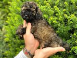Özel Renk Phantom Toy Poodle Yavrularım