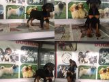 Mükemmel Doberman Yavrularımız