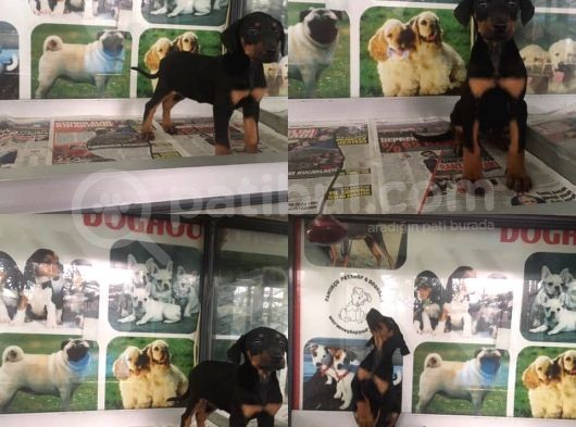 Mükemmel Doberman Yavrularımız görsel