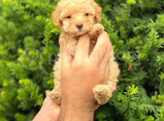 Apricot Dişi Toy Poodle Yavrumuz görsel