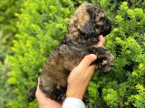 Özel Renk Phantom Toy Poodle Yavrularım