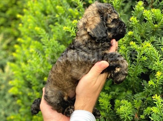 Özel Renk Phantom Toy Poodle Yavrularım görsel