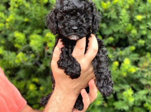 Siyah Black Dişi Toy Poodle Bebeğimiz görsel