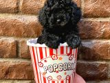 Siyah Black Dişi Toy Poodle Yavrularımız