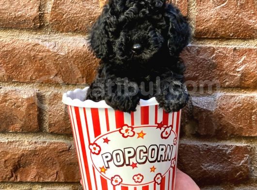 Siyah Black Dişi Toy Poodle Yavrularımız görsel
