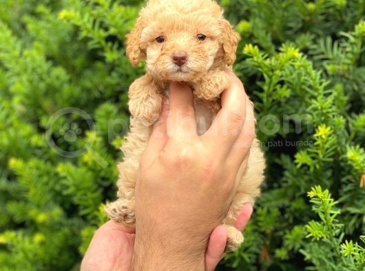 Apricot Dişi Toy Poodle Yavrumuz görsel