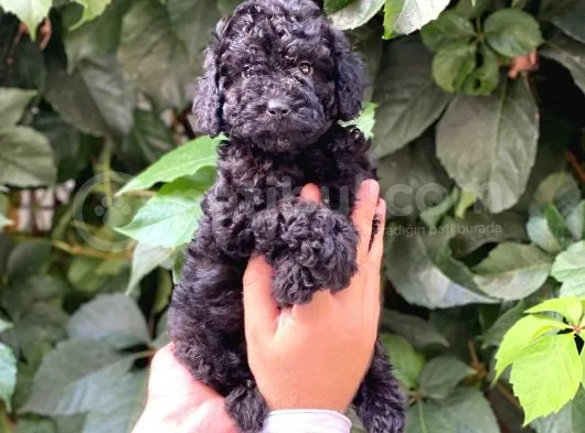 Black Siyah Dişi Toy Poodle Yavrularımız