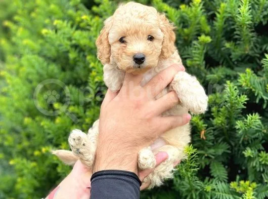 Toy Poodle Apricot Yavrularımız
