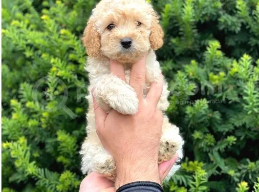 Irk Ve Sağlık Garantili Apricot Toy Poodle Yavrularımız