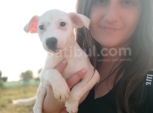 Beyaz Jack Russel Yavrumuz Erkek görsel