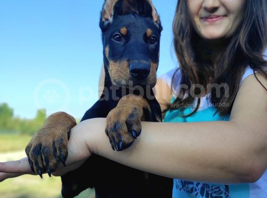 Dev Doberman Yavrularımız görsel