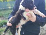 Son Erkek Border Collie Yavrusu