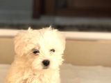 Bebek Yüzlü Terrier Yavruları