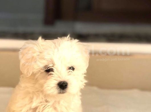 Bebek Yüzlü Terrier Yavruları görsel