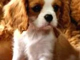 Çok Güzel. Cavalier King Charles Yavruları