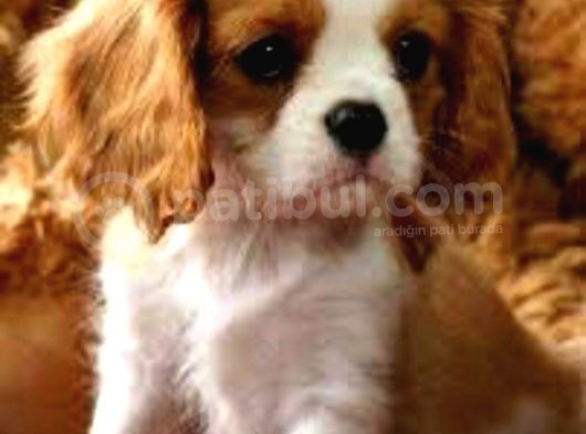2 Aylık Cavailer King Charles Yavruları görsel