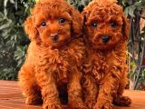 Toy Poodle Yavrular