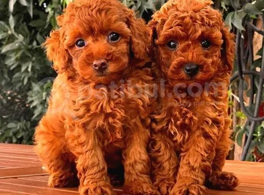 Toy Poodle Yavrular