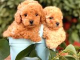 Toy Poodle Yavrular