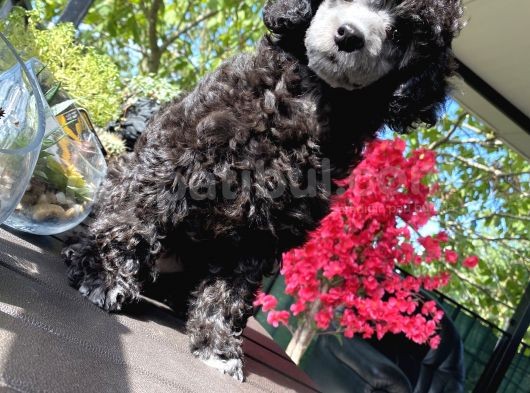 Nadi̇r Renk Si̇lver Toy Poodle Yavrumuz görsel