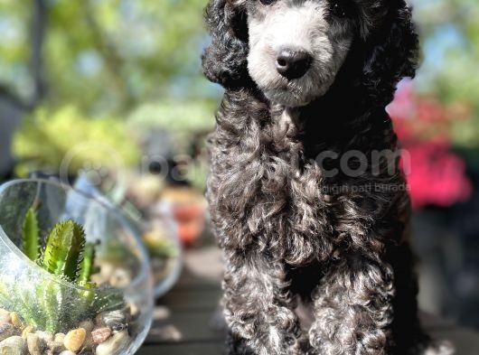 Nadi̇r Renk Si̇lver Toy Poodle Yavrumuz görsel