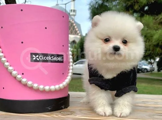 Pomerian Boo