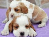 Kraliyet Ailesi Köpeği Cavalier