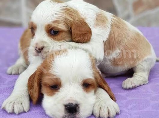 Kraliyet Ailesi Köpeği Cavalier