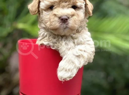 Apricot Toy Poodle Yavrular