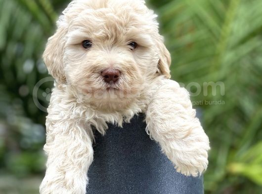 Gerçek Maltipoo görsel