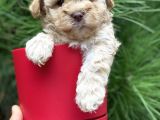Apricot Toy Poodle Yavrular