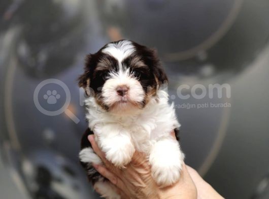 Dizayn Irk Morkie görsel