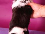 Dizayn Irk Morkie
