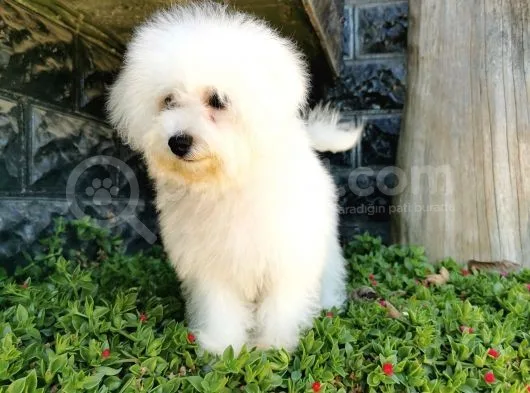 Bichon Frise Yavrularımız